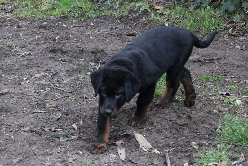 Du Quartier De Thiou - Chiot disponible  - Berger de Beauce