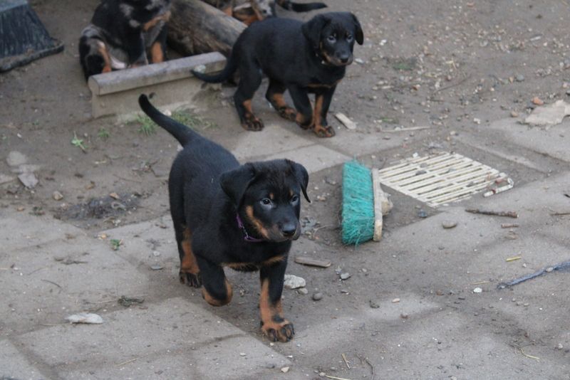 Du Quartier De Thiou - Chiot disponible  - Berger de Beauce