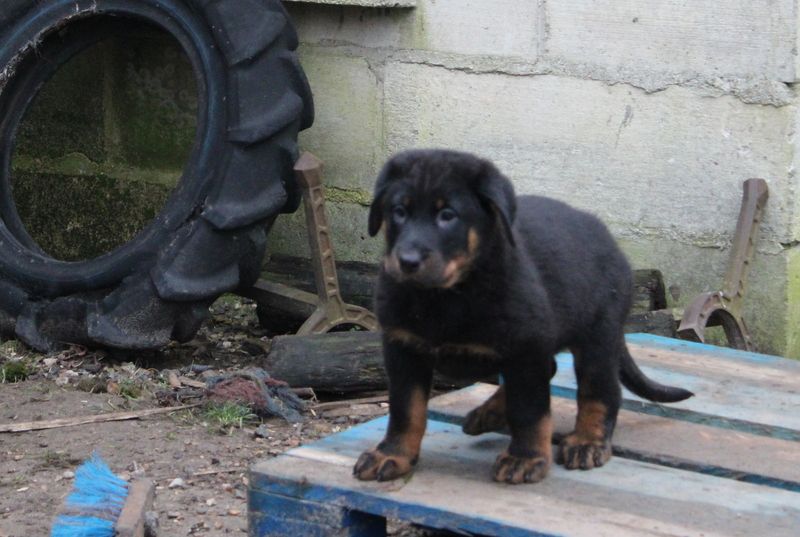 Du Quartier De Thiou - Chiot disponible  - Berger de Beauce