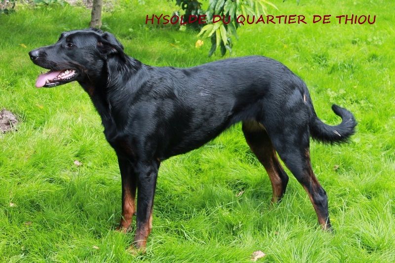 Hysolde Du Quartier De Thiou