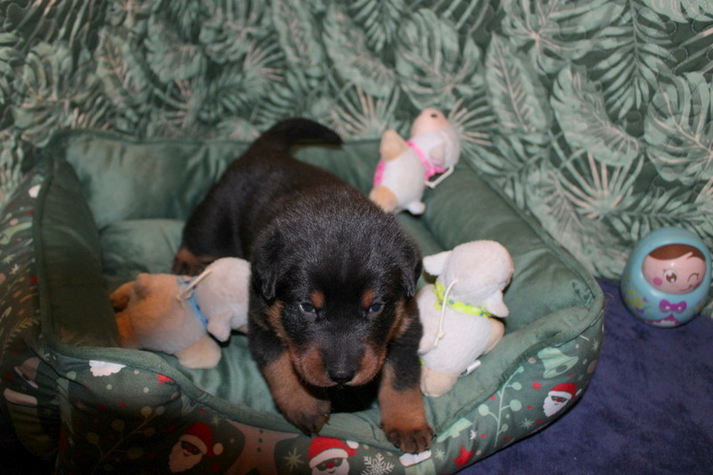 Du Quartier De Thiou - Chiots disponibles - Berger de Beauce