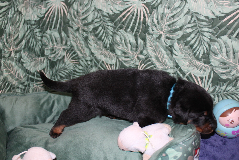 Du Quartier De Thiou - Chiots disponibles - Berger de Beauce