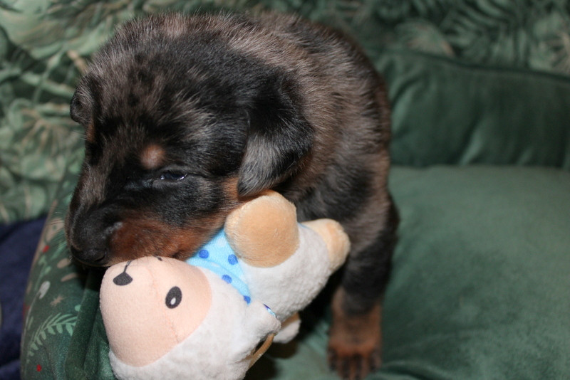 Du Quartier De Thiou - Chiots disponibles - Berger de Beauce