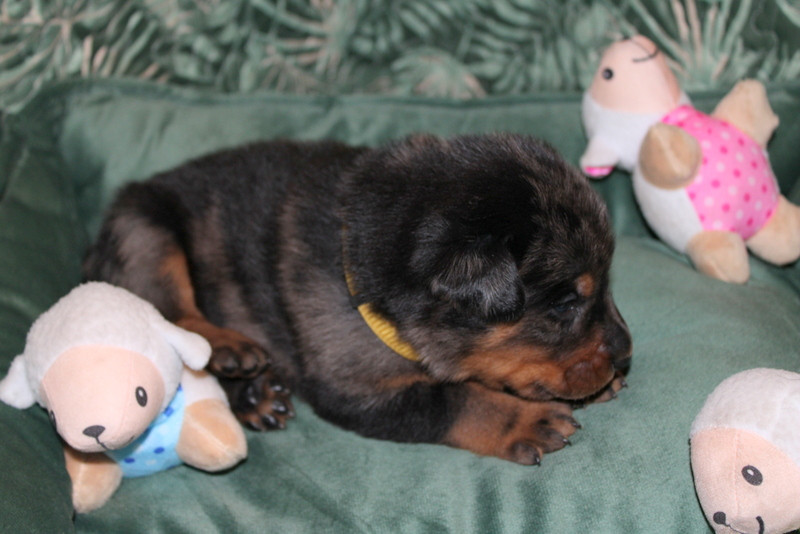 Du Quartier De Thiou - Chiots disponibles - Berger de Beauce