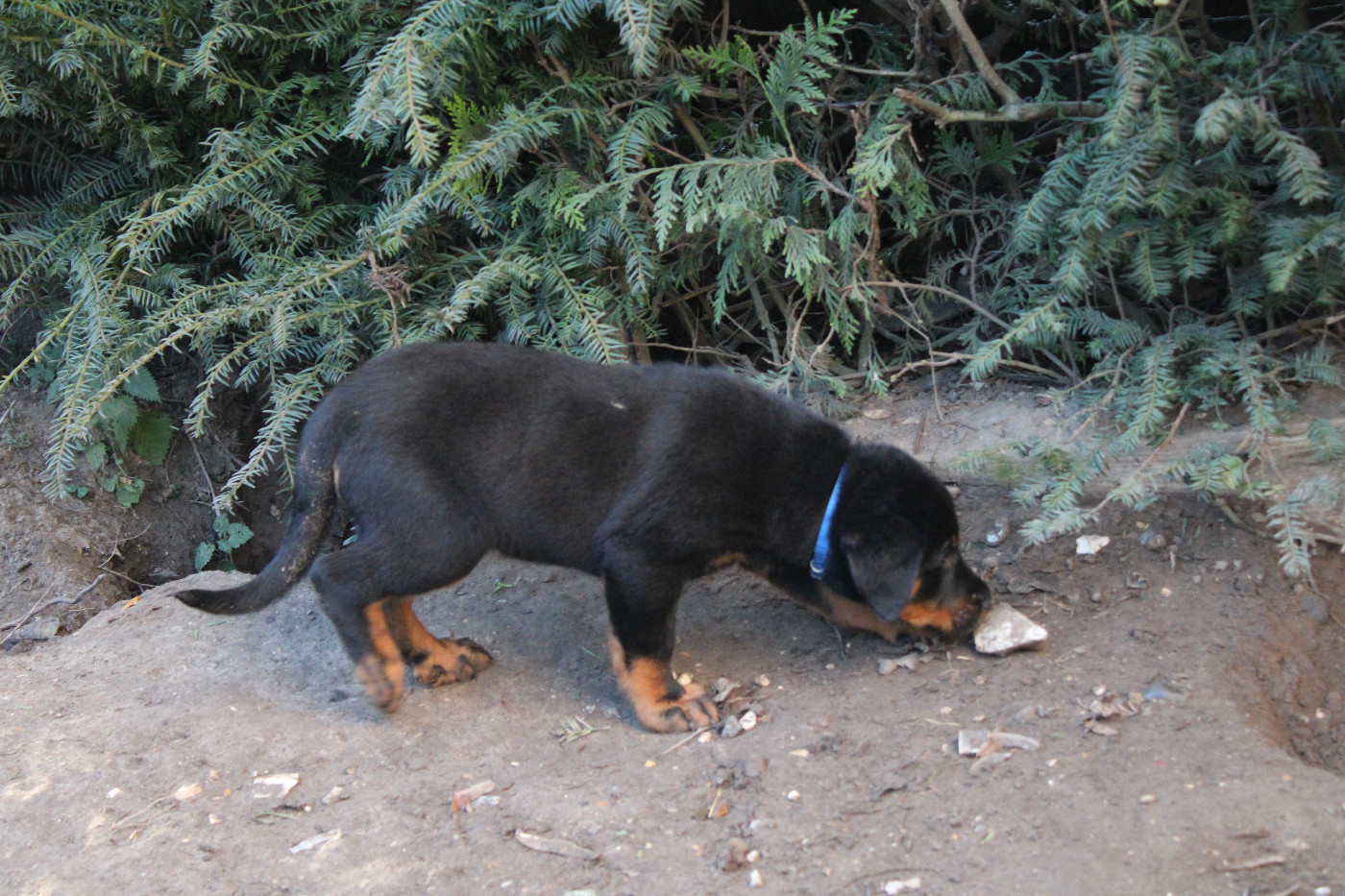 Du Quartier De Thiou - Chiots disponibles - Berger de Beauce