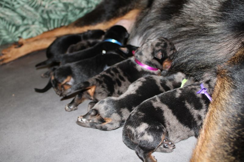Chiot Berger de Beauce Du Quartier De Thiou