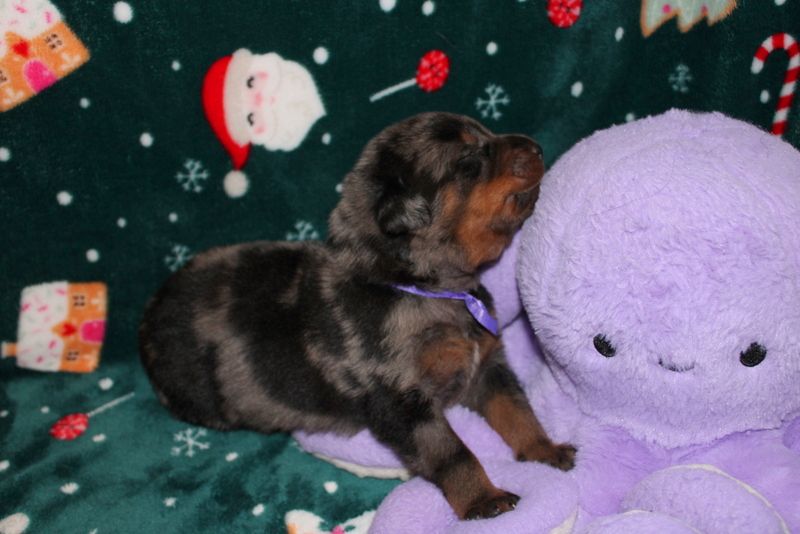 Du Quartier De Thiou - Chiots disponibles - Berger de Beauce