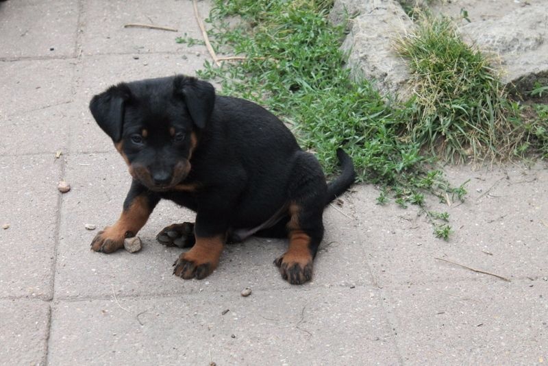Du Quartier De Thiou - Berger de Beauce - Portée née le 23/05/2015